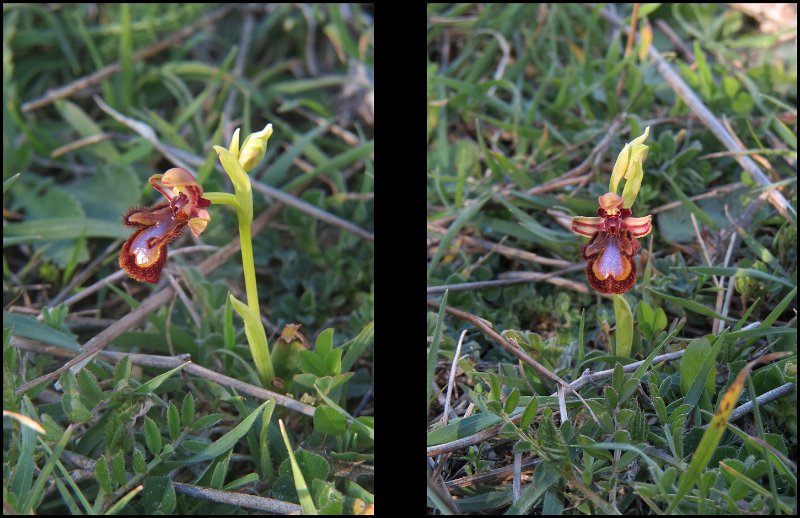 C (37) Mirror Orchid (Ophrys speculum).JPG